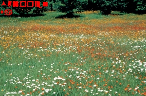 Azprensa. Campo de flores