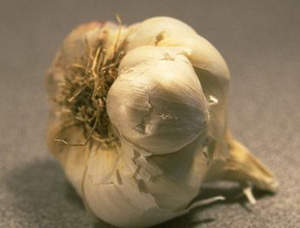cabeza de ajo