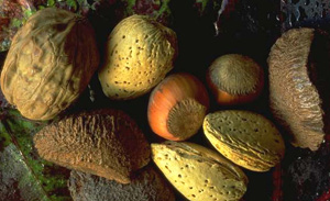 Frutos secos