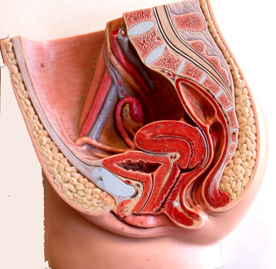 Maqueta de pelvis y aparato genital femenino. Fotografia cedida por el CNICE http://recursos.cnice.mec.es/bancoimagenes2/buscador/index.php