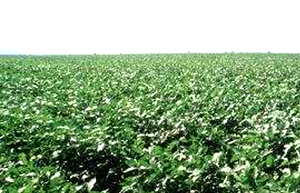 Cultivo de soja
